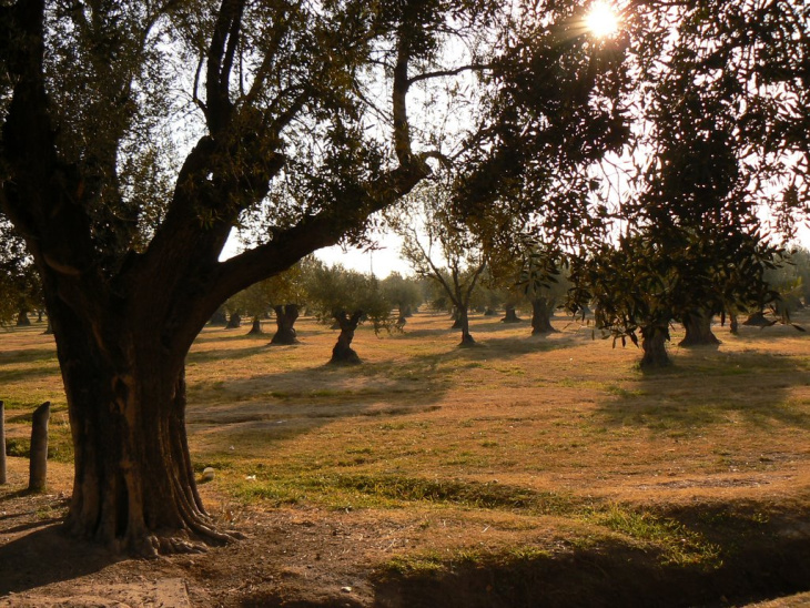La olivicultura es celebrada en el Festival del Envero