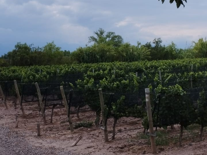 La vendimia 2025 tuvo excelente resultados para Antigal