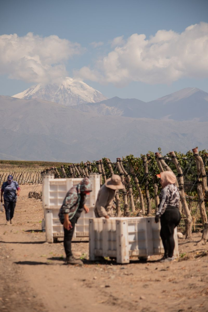 La cosecha manual, uno de los momentos más esperados del calendario vitivinícola.