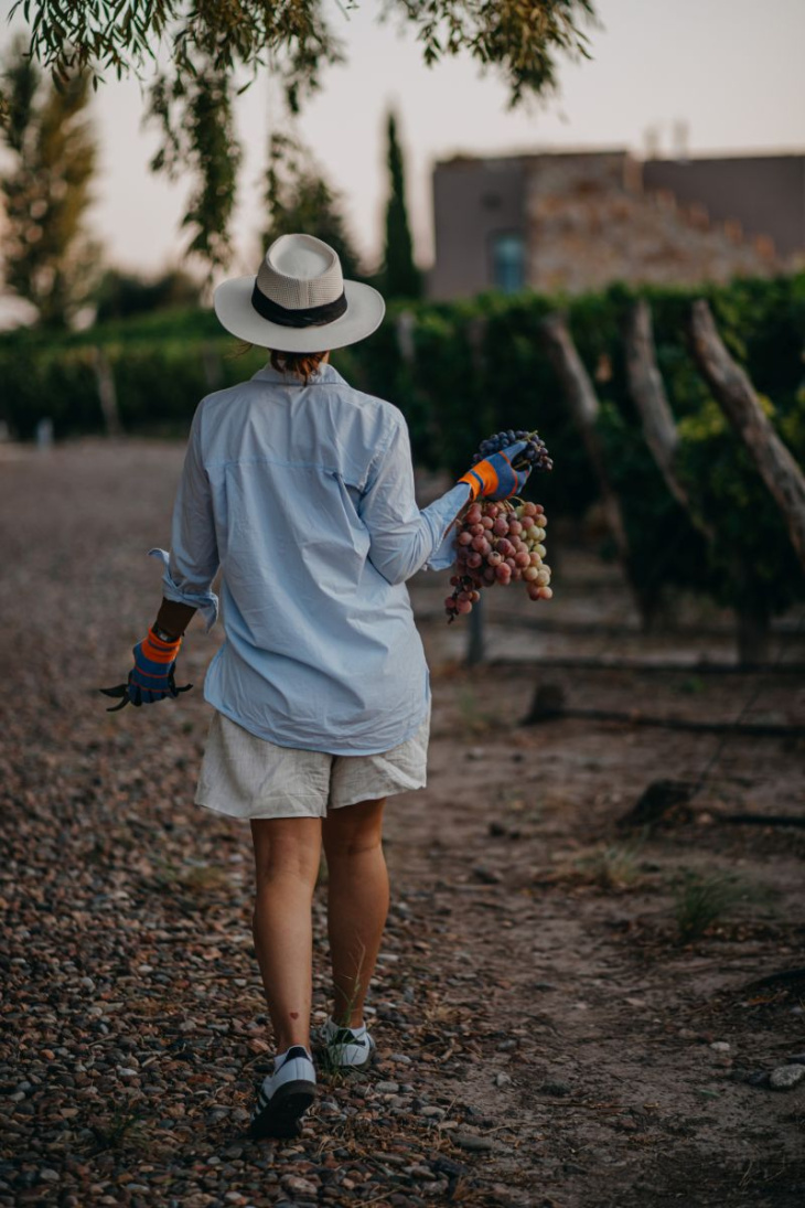 La experiencia permite participar de la cosecha en los viñedos.