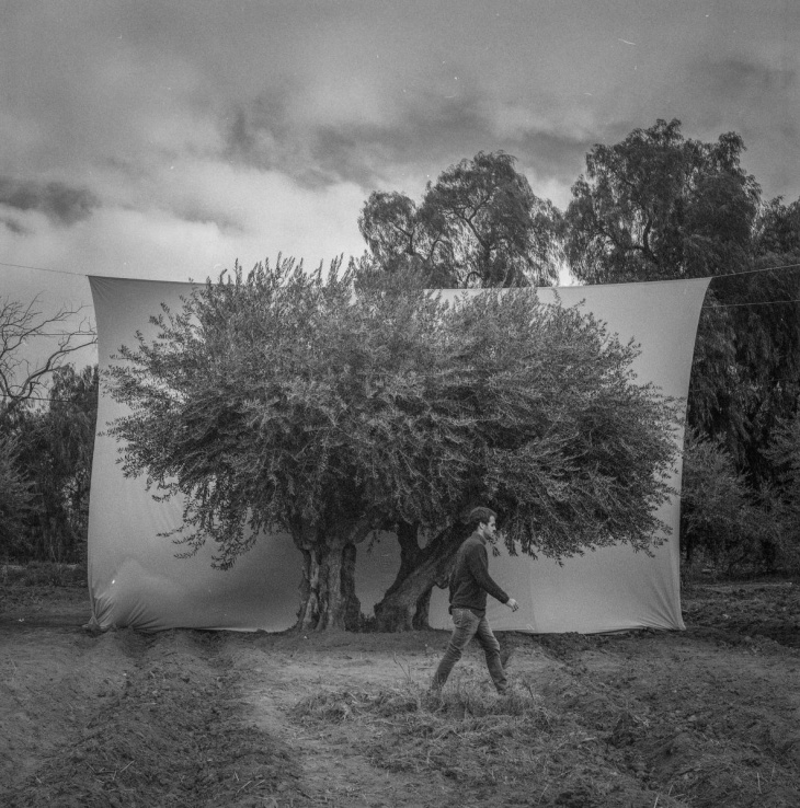 El reconocimiento destaca la calidad del aceite de oliva argentino a nivel global.