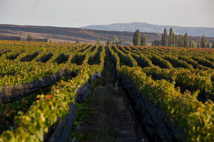 El Malbec proviene de Gualtallary, en el Valle de Uco.
