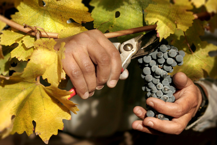 La línea Intemperie de Bodega Malma cuenta con certificación orgánica.