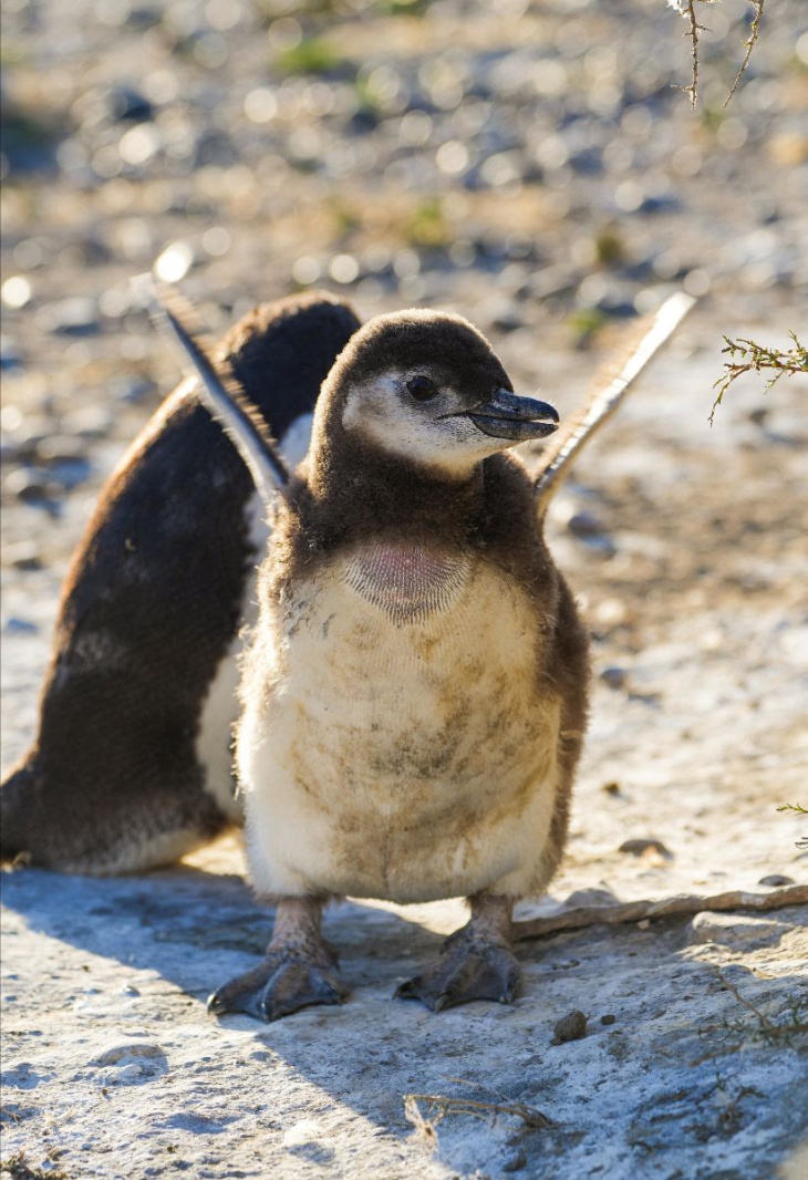 Puerto Madryn recibe la primavera con distintas especies de fauna en sus costas.