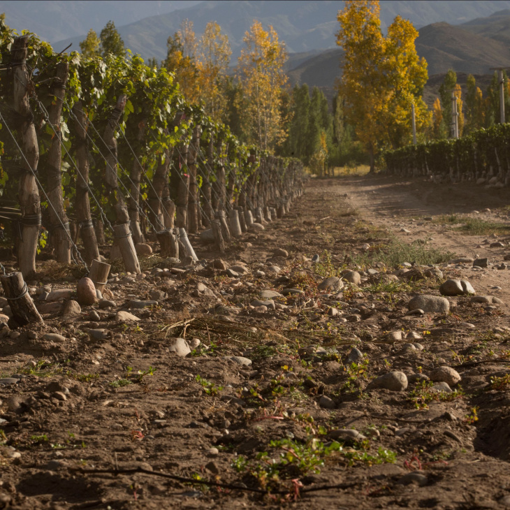 El Malbec proviene de Finca Las Cuchillas, en San Pablo.