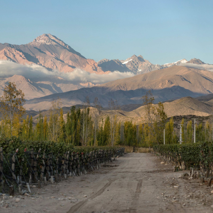 Cuatro vinos de Zuccardi ingresaron al Top 100 Argentina 2026.