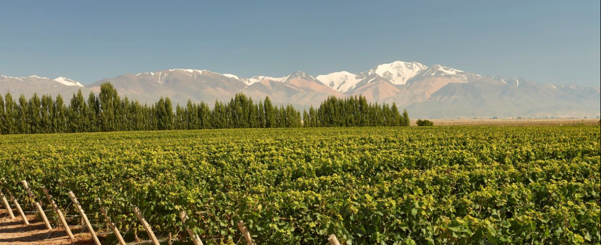 De los Andes al mar, las nuevas fronteras del Pinot Noir