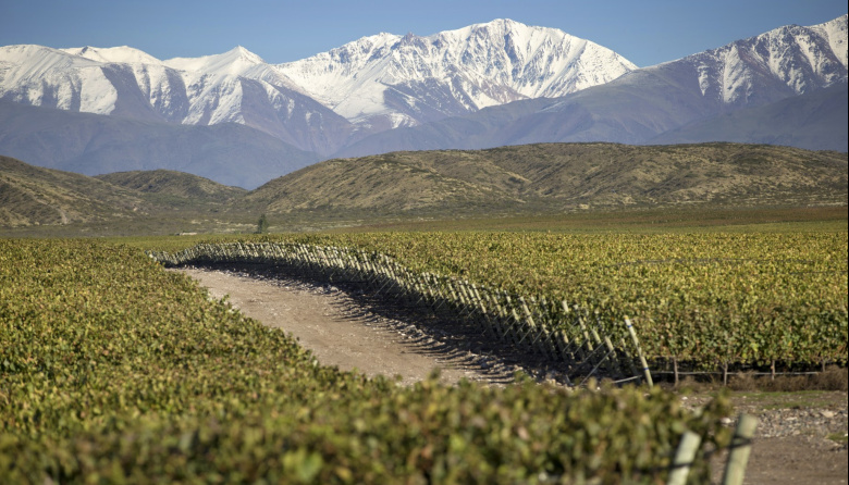 Vendimia 2025 en Doña Paula: desafíos climáticos y vinos prometedores