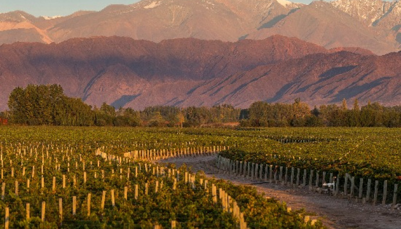 Luigi Bosca, nominada como “Mejor Bodega del Nuevo Mundo” en los Wine Star Awards