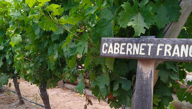 Cabernet Franc en Argentina: estilo, terroir y etiquetas recomendadas para celebrar su día