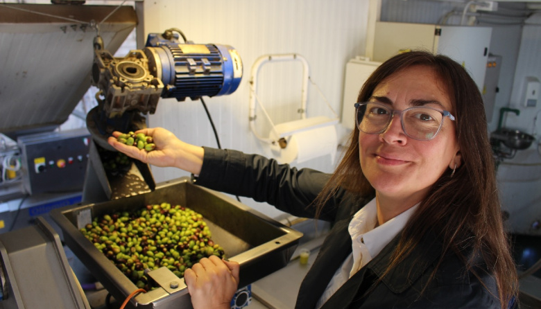 Aceite de Oliva: El desafío de la cosecha temprana y el "Método Toscano"