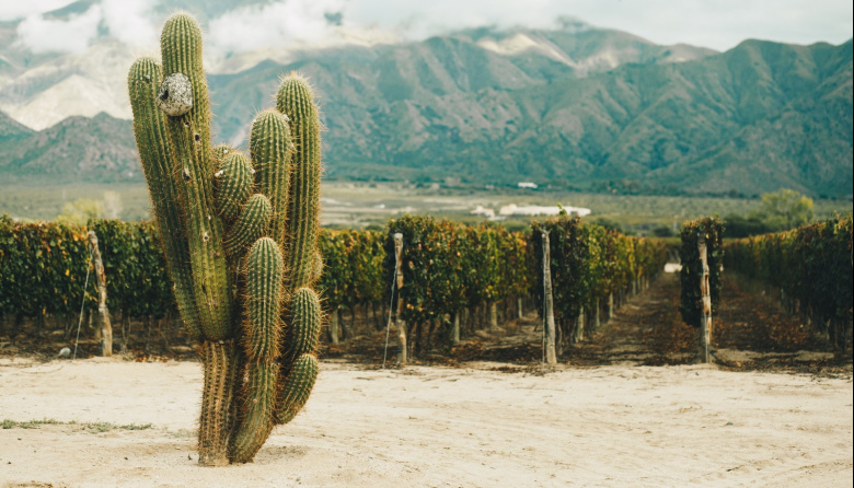 Cuatro vinos para entender cómo es el Malbec del Norte argentino y su identidad de altura
