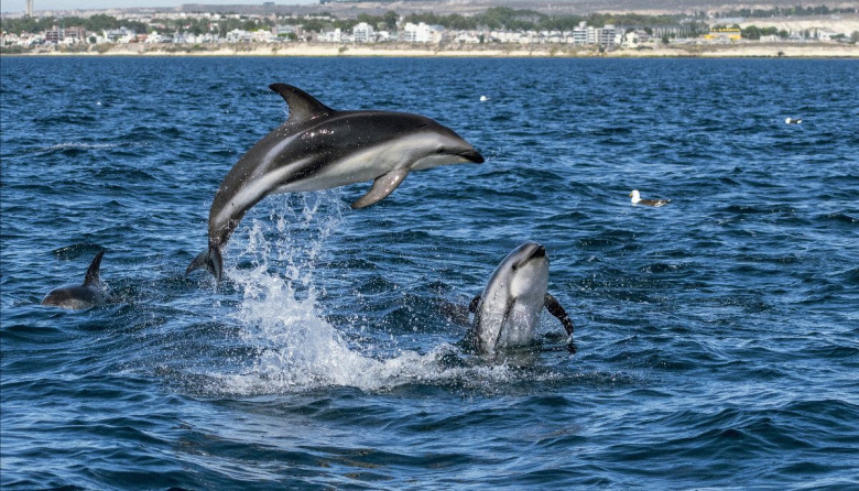 Puerto Madryn en primavera: fauna y naturaleza en Península Valdés