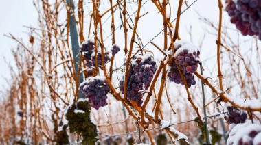 Los secretos del Icewine: el vino de hielo que conquista paladares