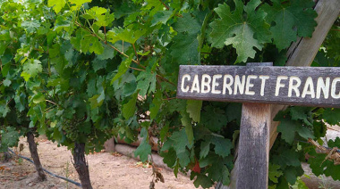 Cabernet Franc en Argentina: estilo, terroir y etiquetas recomendadas para celebrar su día