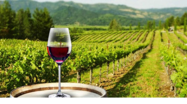 Viña Artesano se consolida en la alta gama: 97 puntos para sus vinos orgánicos de Mendoza