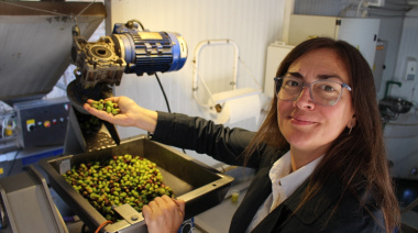 Aceite de Oliva: El desafío de la cosecha temprana y el "Método Toscano"