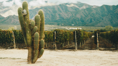 Cuatro vinos para entender cómo es el Malbec del Norte argentino y su identidad de altura