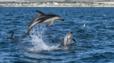 Puerto Madryn en primavera: fauna y naturaleza en Península Valdés