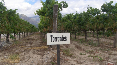 Torrontés, el blanco argentino que se anima a cambiar