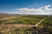 Malbec Argentino: Un motor económico que lidera exportaciones y conquista mercados globales