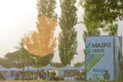 Maipú celebra el Festival del Envero: aceite de oliva, cultura y desarrollo local