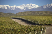 Vendimia 2025 en Doña Paula: desafíos climáticos y vinos prometedores