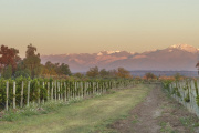 Achaval Ferrer lanza Quimera Diamante y Memento: dos vinos que celebran la dualidad del terroir mendocino