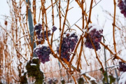 Los secretos del Icewine: el vino de hielo que conquista paladares