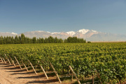 De los Andes al mar, las nuevas fronteras del Pinot Noir
