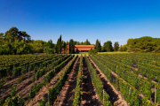 Un Malbec de Mendoza obtuvo la máxima distinción en un prestigioso certamen de Londres