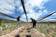 De Mendoza a la Toscana: la empresa vitivinícola que ya vende en 10 países