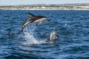 Puerto Madryn en primavera: fauna y naturaleza en Península Valdés